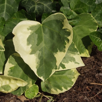 Hedera colchica 'Dentata Variegata' (049610)