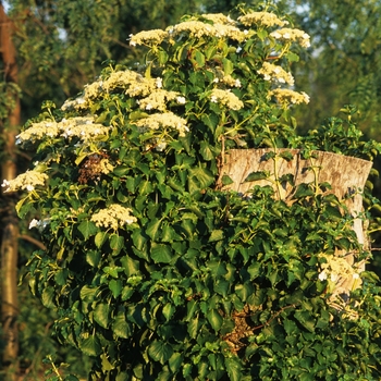 Hydrangea anomala petiolaris '' (049618)