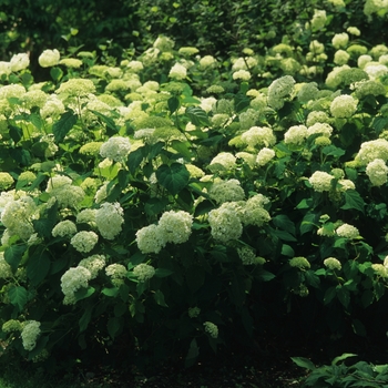 Hydrangea arborescens 'Annabelle' (049642)