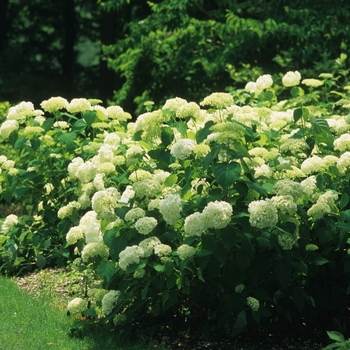 Hydrangea arborescens 'Annabelle' (049643)