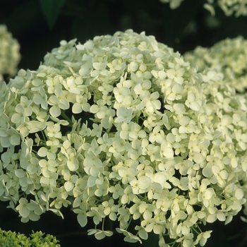 Hydrangea arborescens 'Annabelle' (049644)