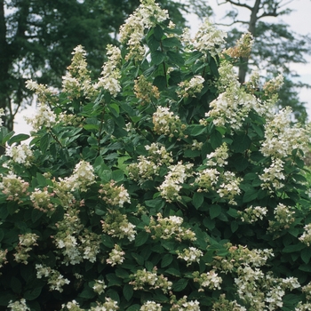 Hydrangea paniculata 'Pink Diamond' (049649)