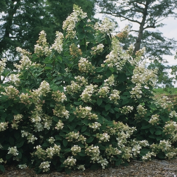 Hydrangea paniculata 'Pink Diamond' (049650)