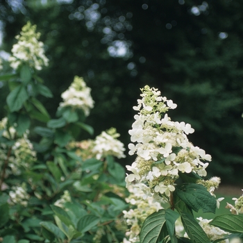 Hydrangea paniculata 'Pink Diamond' (049651)