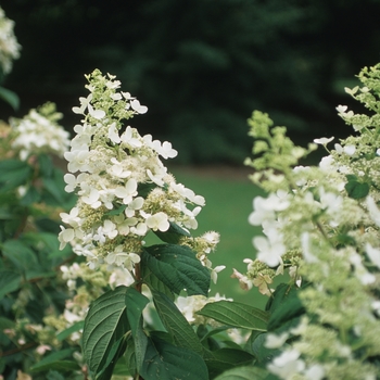 Hydrangea paniculata 'Pink Diamond' (049652)