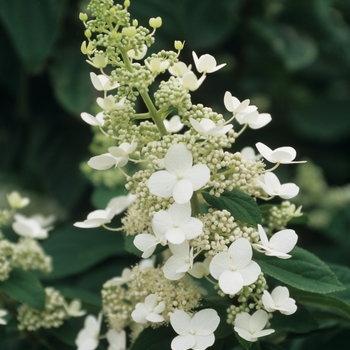 Hydrangea paniculata 'Tardiva' (049653)