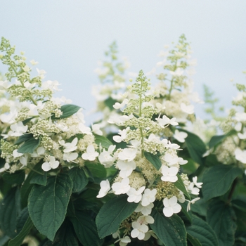 Hydrangea paniculata 'Tardiva' (049654)