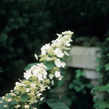 Hydrangea paniculata 'Tardiva' (049655)