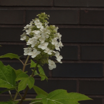 Hydrangea quercifolia 'Alice' (049675)