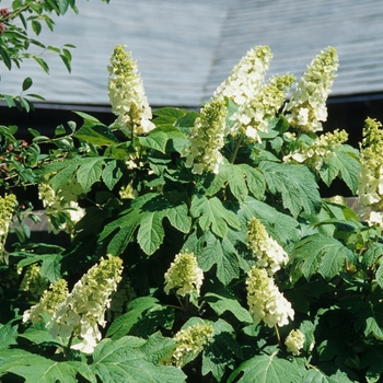 Hydrangea quercifolia 'Snow Queen' (049676)