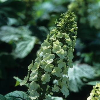 Hydrangea quercifolia 'Snow Queen' (049677)