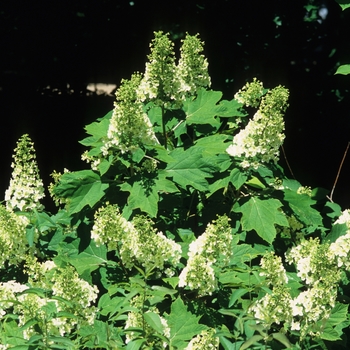 Hydrangea quercifolia 'Snowflake' (049683)