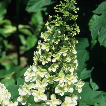 Hydrangea quercifolia 'Snowflake' (049684)