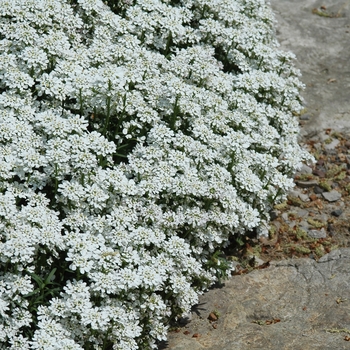 Iberis sempervirens '' (049686)