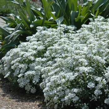 Iberis sempervirens '' (049687)