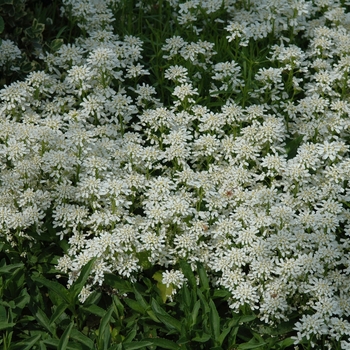 Iberis sempervirens 'Alexanders White' (049690)