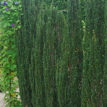 Ilex crenata 'Sky Pencil' (049693)