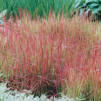 Imperata cylindrica 'Red Baron' (049750)