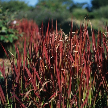 Imperata cylindrica 'Rubra' (049751)