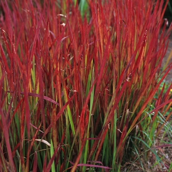 Imperata cylindrica 'Rubra' (049752)