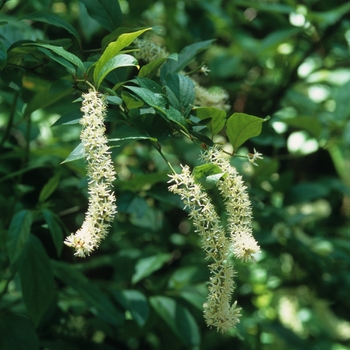 Itea virginica '' (049754)