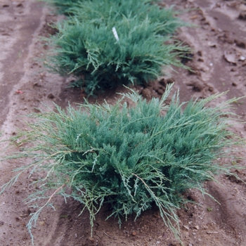 Juniperus virginiana 'Grey Owl' (049773)