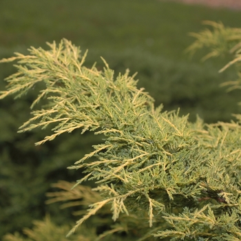 Juniperus chinensis 'Gold Star' (049777)