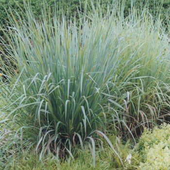 Sorghastrum nutans '' (049786)