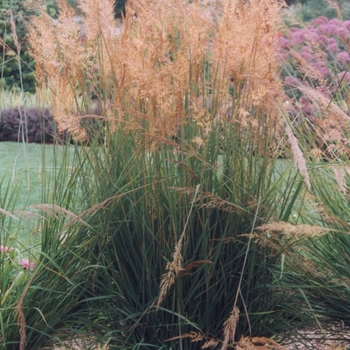 Sorghastrum nutans '' (049787)