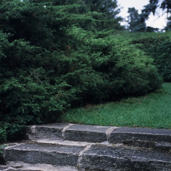 Juniperus chinensis 'Pfitzeriana (Wilhelm Pfitzeriana)' (049803)