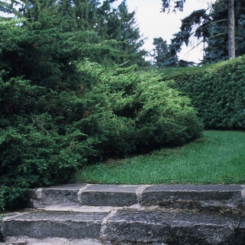 Juniperus chinensis 'Pfitzeriana (Wilhelm Pfitzeriana)' (049804)