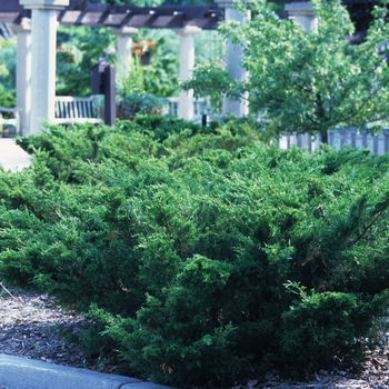 Juniperus chinensis 'Sea Green' (049813)