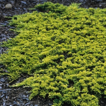 Juniperus horizontalis 'Mother Lode' (049821)