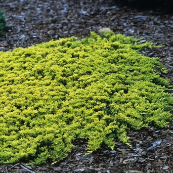 Juniperus horizontalis 'Mother Lode' (049822)