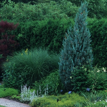 Juniperus scopulorum 'Wichita Blue' (049834)