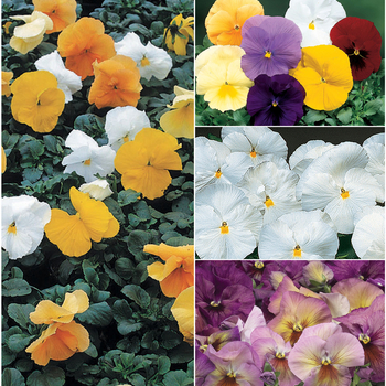 Viola x wittrockiana Delta™ 'Solid Shades Multiple Varieties' (049860)