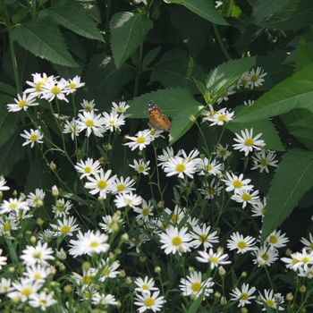 Kalimeris pinnatifida 'Hortensis' (049869)