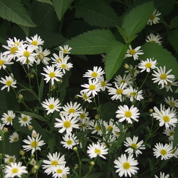 Kalimeris pinnatifida 'Hortensis' (049870)