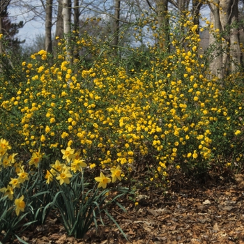 Kerria japonica 'Albescens' (049877)