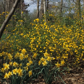 Kerria japonica 'Albescens' (049878)