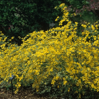 Kerria japonica 'Picta' (049879)