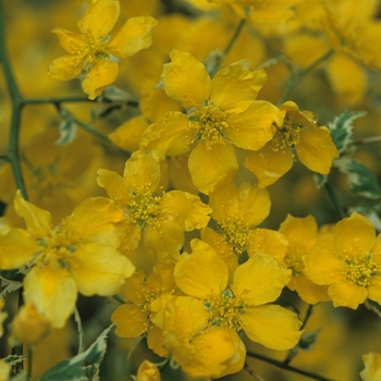 Kerria japonica 'Picta' (049880)