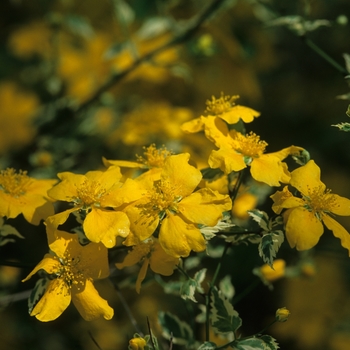 Kerria japonica 'Picta' (049883)