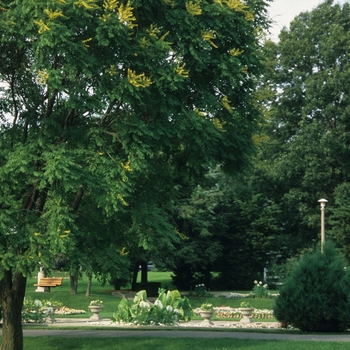 Koelreuteria paniculata '' (049887)