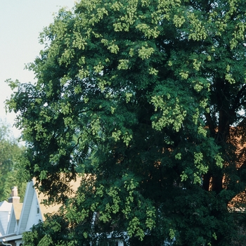 Koelreuteria paniculata '' (049888)