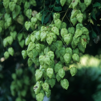 Koelreuteria paniculata '' (049889)