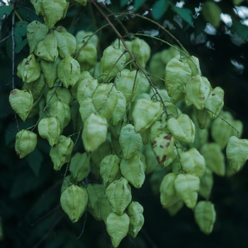 Koelreuteria paniculata '' (049890)