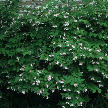 Kolkwitzia amabilis 'Pink Cloud' (049894)