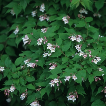 Kolkwitzia amabilis 'Pink Cloud' (049895)