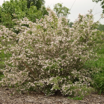 Kolkwitzia amabilis 'Pink Cloud' (049896)